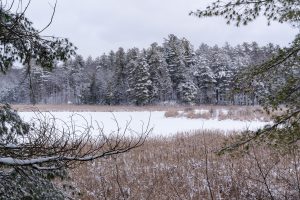 Winter Wetland Stillness