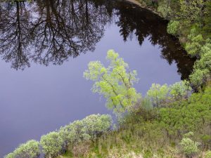 Spring Reflections on Quiet Water