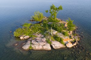 Swan on a Small Island in the Thousand Islands