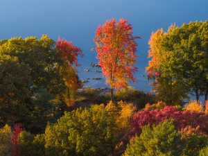 Vibrant Red Tree in the 1000 Islands