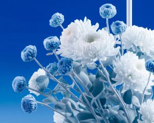 Chrysanthemums in a Synthetic Blue Dream