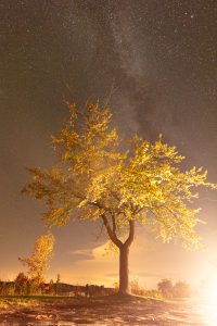 Golden Tree Under Milky Way