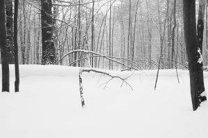 Bent Sapling in Snowy Woods
