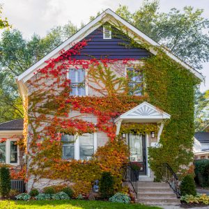 Autumn Ivy Facade