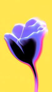 Radiant Aubergine Tulip