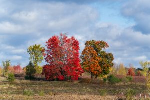 Autumn’s Resolute Stand