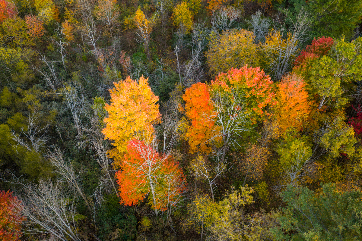 Autumn Forest Canopy from Above