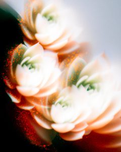 Ember and Echeveria