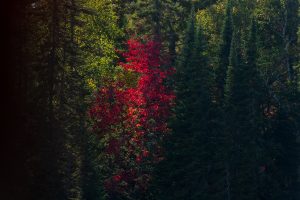 Red Maple Among Evergreens