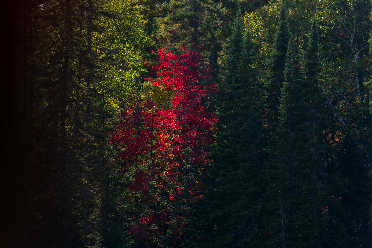 Red Maple Among Evergreens