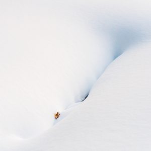 Leaf on Snow Drift