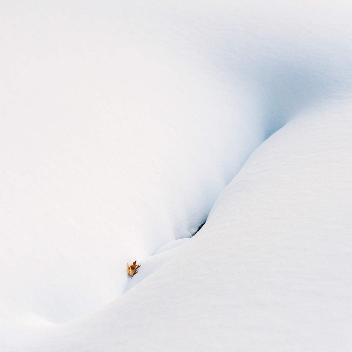 Leaf on Snow Drift