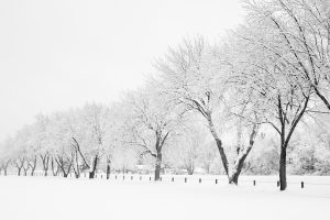 Winter Orchard, Browns Bay