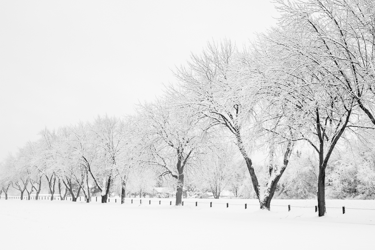 Winter Orchard, Browns Bay