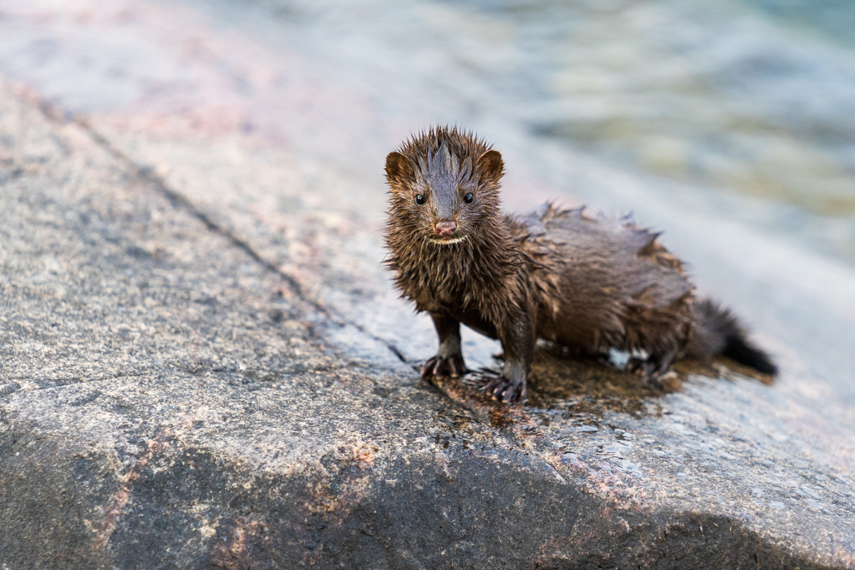 Mink on Granite Shore