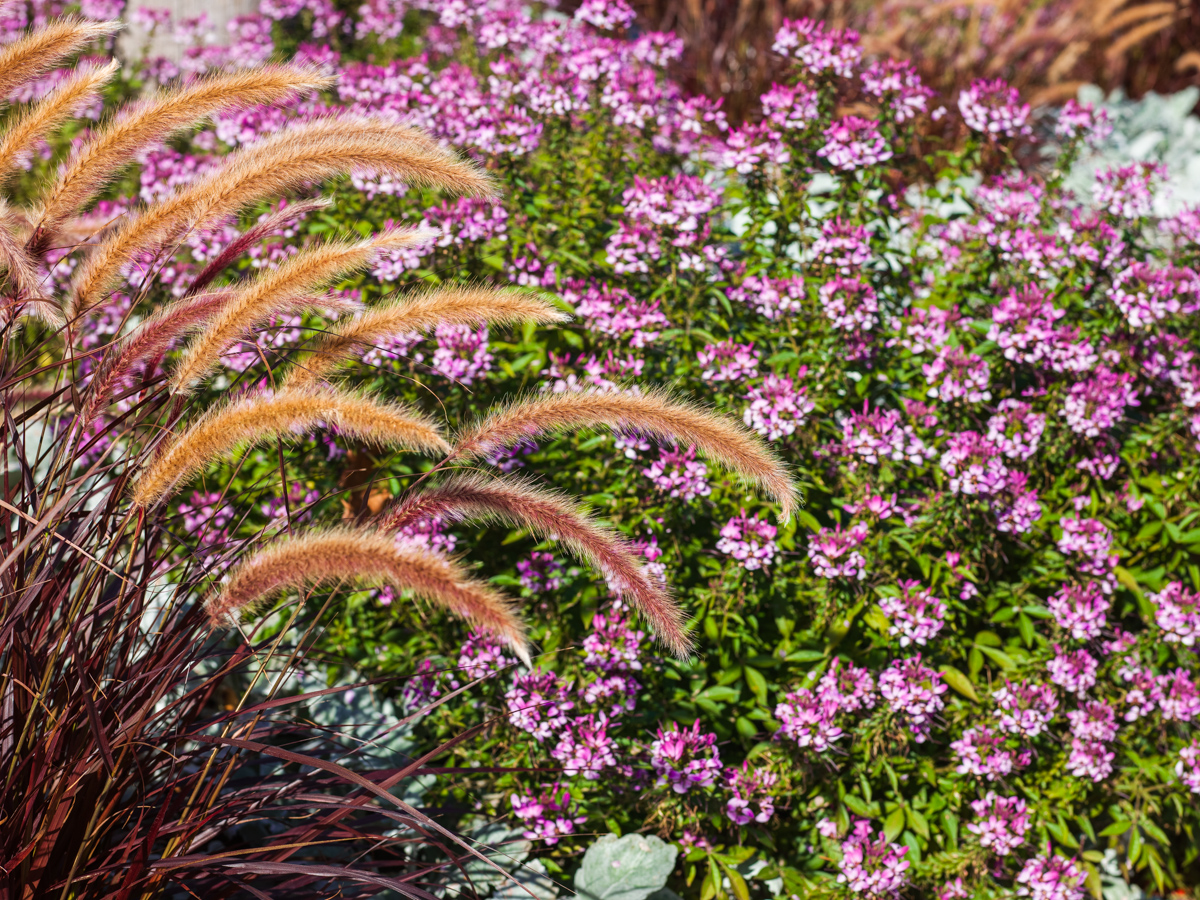 Ornamental Grass and Flowers