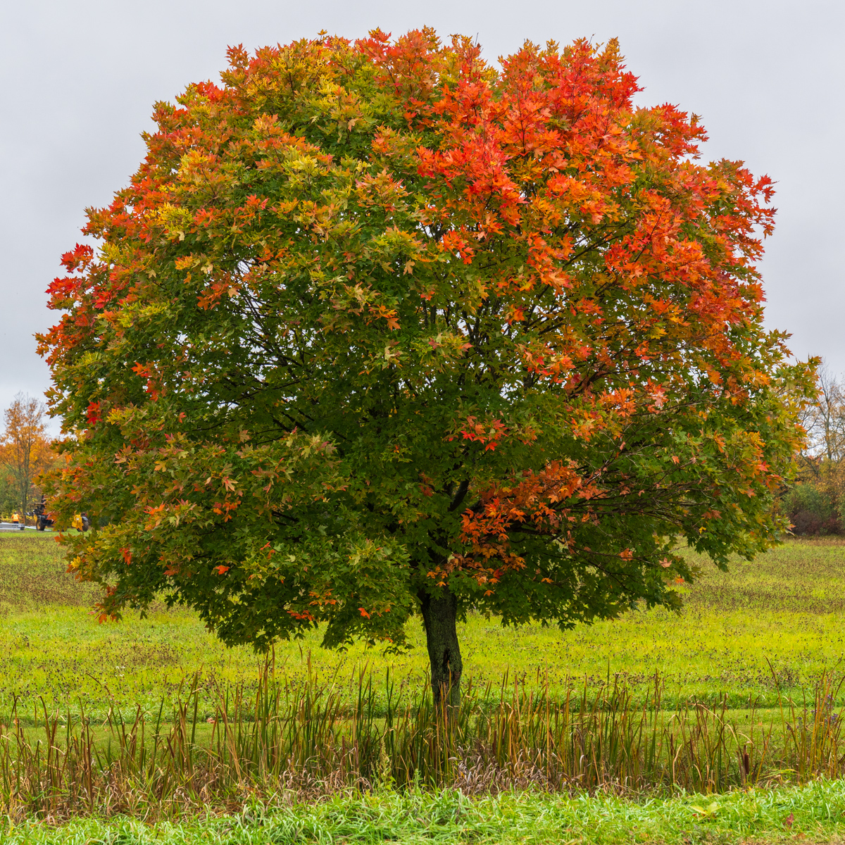 Tree in Autumn Field