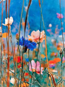 Wildflower Field at Dawn