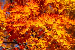 Fiery Maple Canopy in Fall