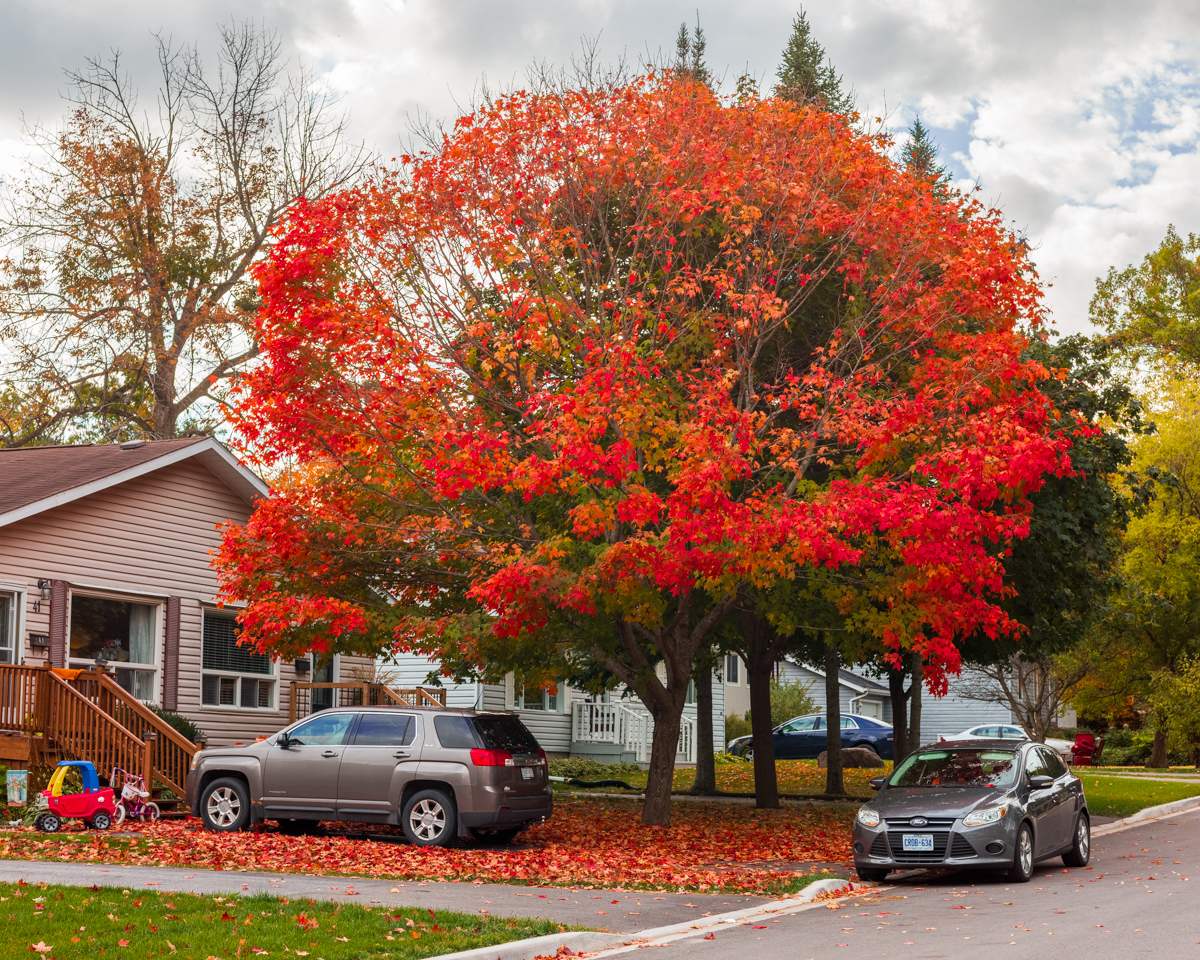 Autumn Canopy in Gananoque