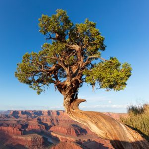 Juniper Above Dead Horse Point