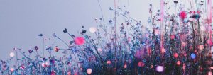 Glass Meadow