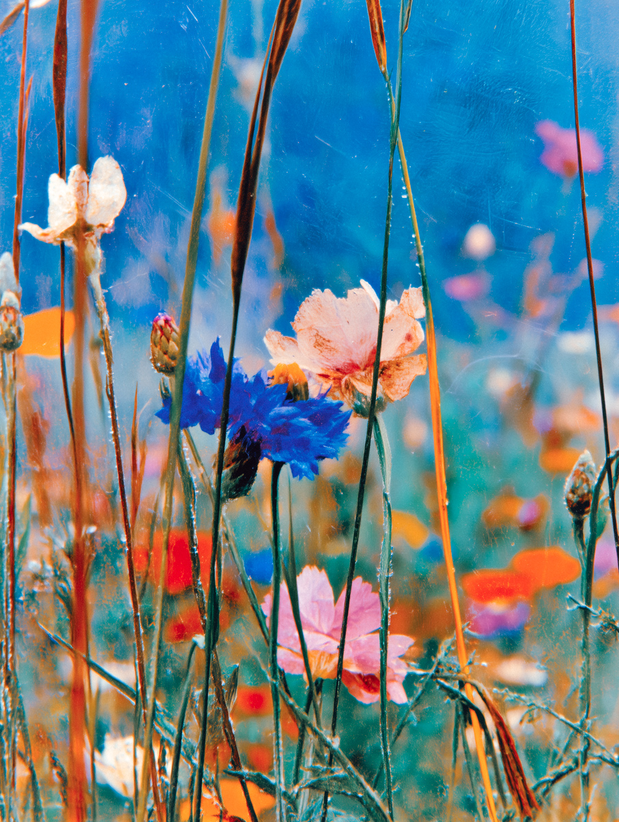 Wildflower Field at Dawn