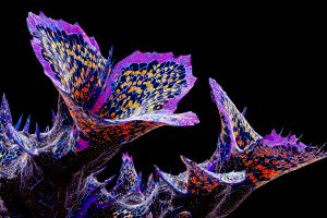 Exploding Organic Forms