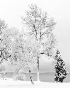 Birches Before They Fell, Browns Bay