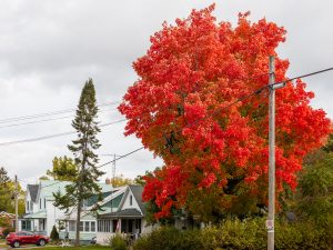 Red Maple Over Ontario Houses