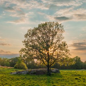 Backlit Oak in Rural Ontario