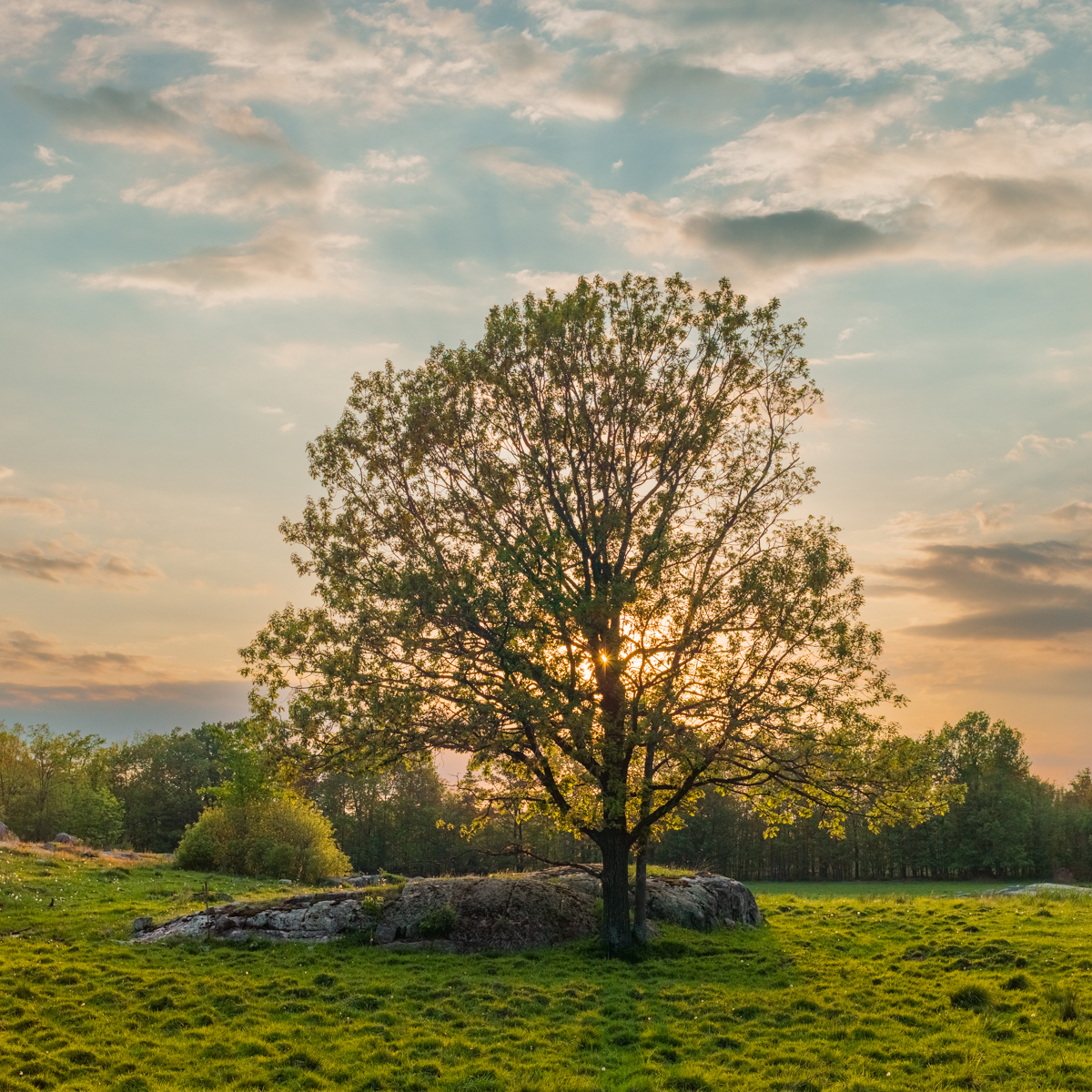 Backlit Oak in Rural Ontario