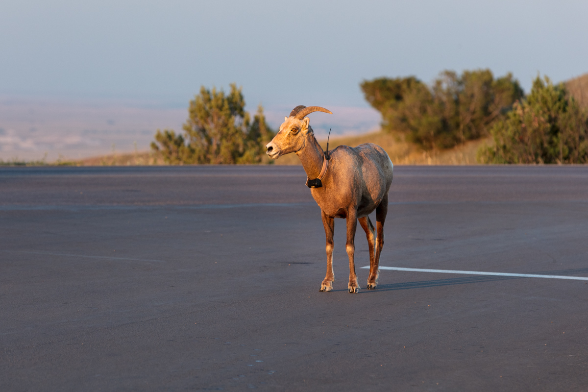 Bighorn Sheep on Badlands Road