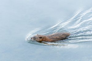 Muskrat Swimming in Ontario