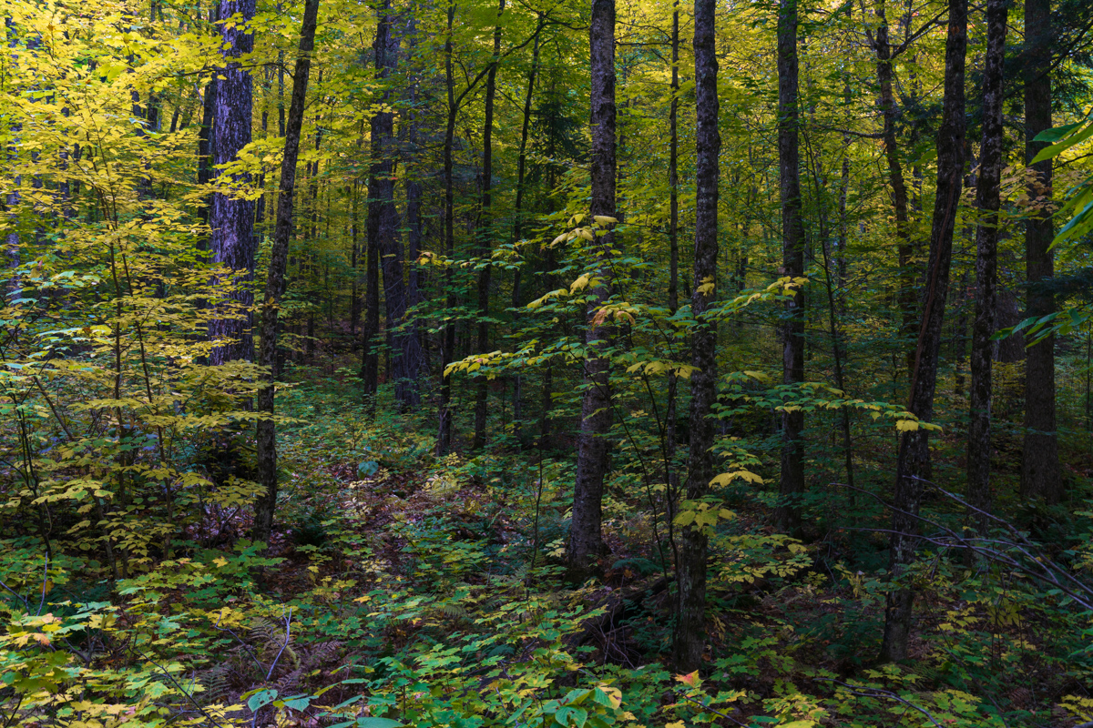 Yellow Maples in Algonquin Forest