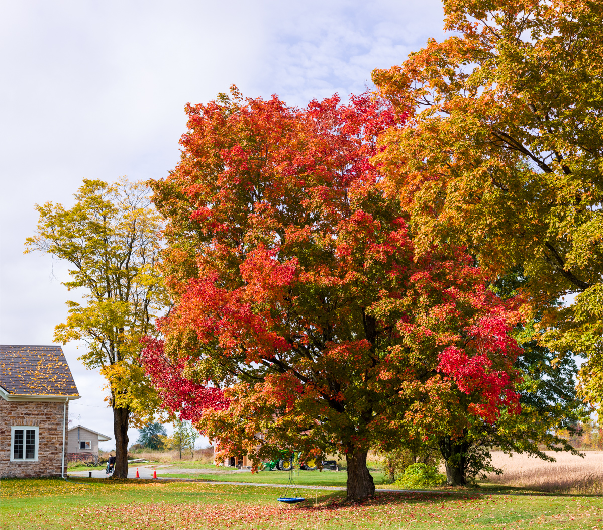 Autumn Canopy in Rural Ontario