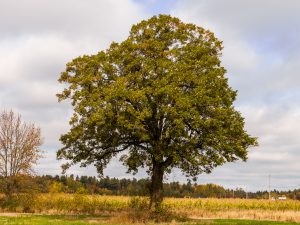 Lone Oak in October Field