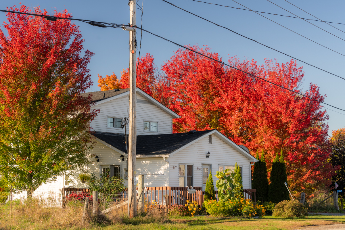 White House Beneath Scarlet Maples
