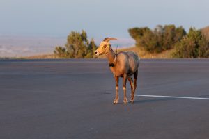 Bighorn Sheep on Badlands Road