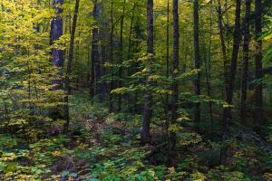 Yellow Maples in Algonquin Forest