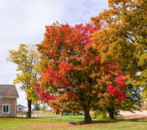 Autumn Canopy in Rural Ontario