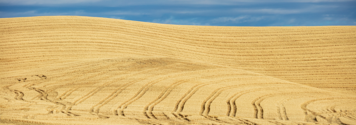 Palouse After Harvest