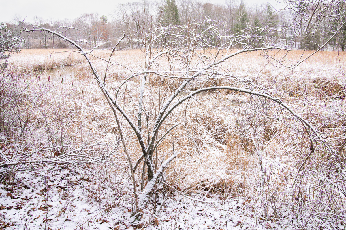 Winter Marsh and Reeds