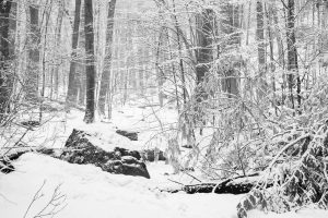 Snow-Covered Forest and Boulders