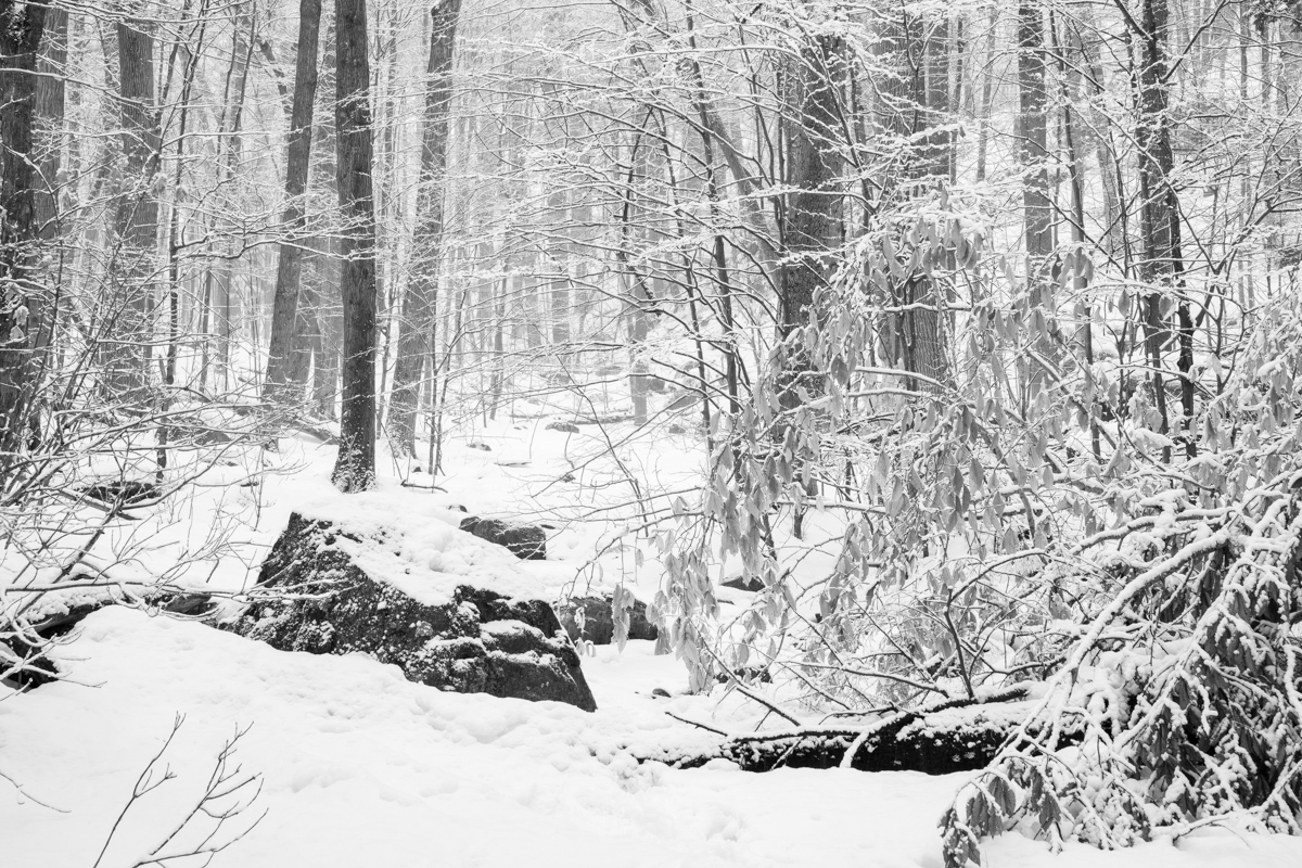 Snow-Covered Forest and Boulders