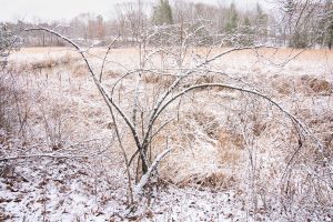 Winter Marsh and Reeds