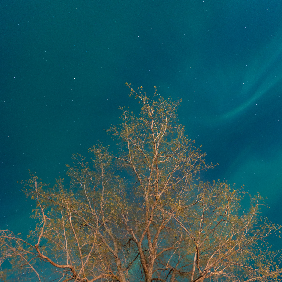 Tree and Aurora Arc