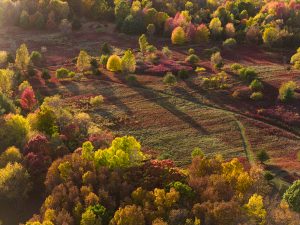 Autumn Patchwork, 1000 Islands