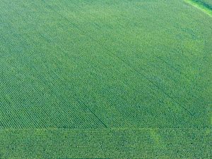 Diagonal Rows in Growing Corn