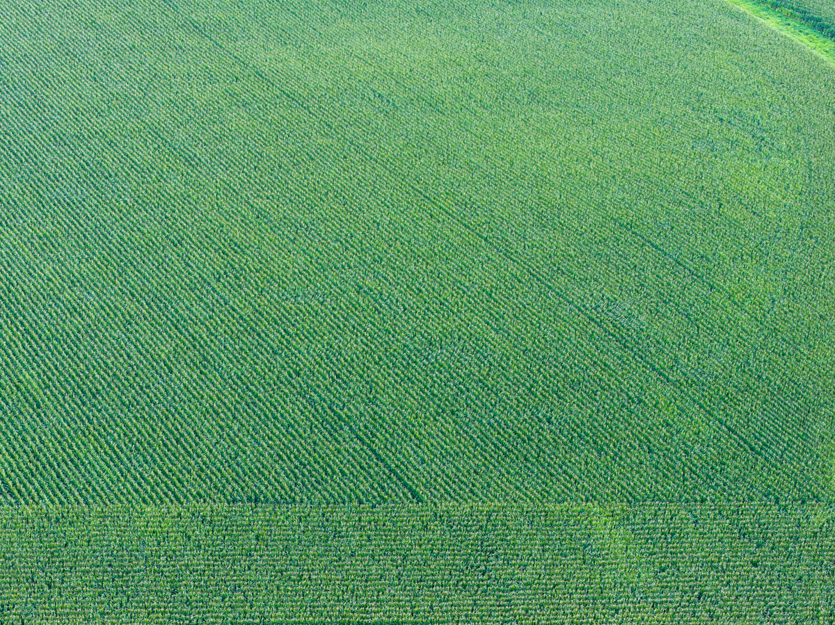 Diagonal Rows in Growing Corn